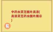 中药水灵芝图片高清(高清灵芝药水图片展示)