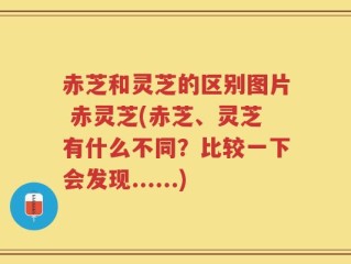 赤芝和灵芝的区别图片 赤灵芝(赤芝、灵芝有什么不同？比较一下会发现......)