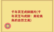 千年灵芝虎脚图片(千年灵芝与虎脚：美轮美奂的自然之美)