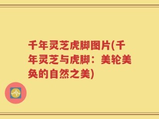 千年灵芝虎脚图片(千年灵芝与虎脚：美轮美奂的自然之美)