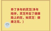 养了多年的灵芝(多年陪伴，灵芝开出了健康路上的花，如灵芝：健康之花。)