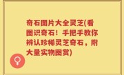 奇石图片大全灵芝(看图识奇石！手把手教你辨认珍稀灵芝奇石，附大量实物图赏)