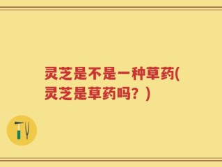 灵芝是不是一种草药(灵芝是草药吗？)