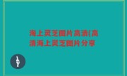海上灵芝图片高清(高清海上灵芝图片分享