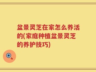 盆景灵芝在家怎么养活的(家庭种植盆景灵芝的养护技巧)