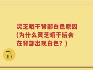 灵芝晒干背部白色原因(为什么灵芝晒干后会在背部出现白色？)