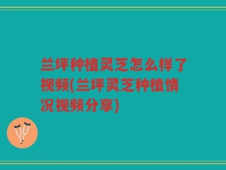 兰坪种植灵芝怎么样了视频(兰坪灵芝种植情况视频分享)