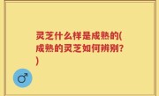 灵芝什么样是成熟的(成熟的灵芝如何辨别？)