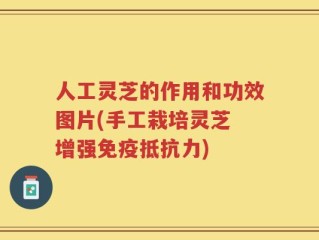 人工灵芝的作用和功效图片(手工栽培灵芝 增强免疫抵抗力)