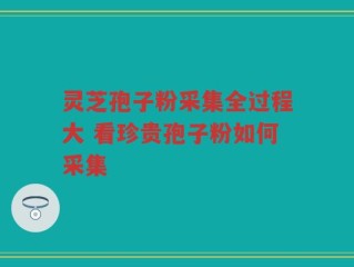 灵芝孢子粉采集全过程大 看珍贵孢子粉如何采集