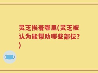 灵芝挨着哪里(灵芝被认为能帮助哪些部位？)