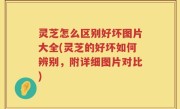 灵芝怎么区别好坏图片大全(灵芝的好坏如何辨别，附详细图片对比)