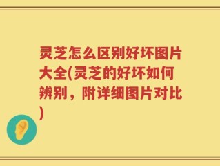 灵芝怎么区别好坏图片大全(灵芝的好坏如何辨别，附详细图片对比)