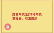野生乌灵芝(珍稀乌灵芝现身，引发震动