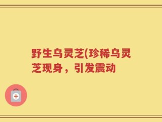 野生乌灵芝(珍稀乌灵芝现身，引发震动