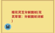 缠花灵芝分解图纸(花灵草蕈：分解图纸详解)