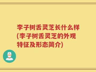 李子树舌灵芝长什么样(李子树舌灵芝的外观特征及形态简介)