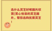 选什么灵芝好呢图片欣赏(赏心悦目的灵芝图片，帮你选购优质灵芝！