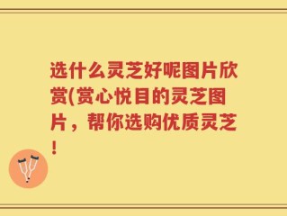选什么灵芝好呢图片欣赏(赏心悦目的灵芝图片，帮你选购优质灵芝！