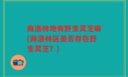 商洛林地有野生灵芝嘛(商洛林区是否存在野生灵芝？)