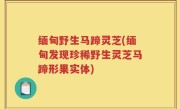 缅甸野生马蹄灵芝(缅甸发现珍稀野生灵芝马蹄形果实体)