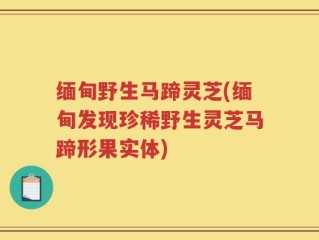 缅甸野生马蹄灵芝(缅甸发现珍稀野生灵芝马蹄形果实体)