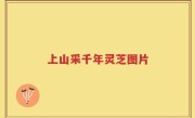 上山采千年灵芝图片