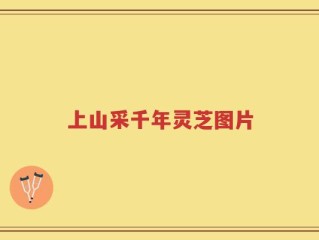 上山采千年灵芝图片