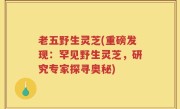 老五野生灵芝(重磅发现：罕见野生灵芝，研究专家探寻奥秘)