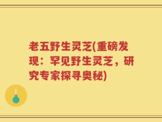 老五野生灵芝(重磅发现：罕见野生灵芝，研究专家探寻奥秘)