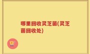 哪里回收灵芝菌(灵芝菌回收处)