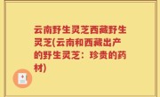 云南野生灵芝西藏野生灵芝(云南和西藏出产的野生灵芝：珍贵的药材)