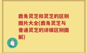 鹿角灵芝和灵芝的区别图片大全(鹿角灵芝与普通灵芝的详细区别图解)