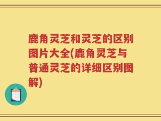 鹿角灵芝和灵芝的区别图片大全(鹿角灵芝与普通灵芝的详细区别图解)