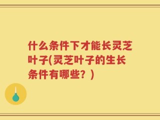 什么条件下才能长灵芝叶子(灵芝叶子的生长条件有哪些？)