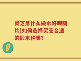 灵芝用什么椴木好呢图片(如何选择灵芝合适的椴木种类？