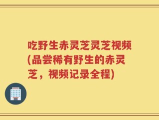 吃野生赤灵芝灵芝视频(品尝稀有野生的赤灵芝，视频记录全程)