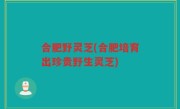 合肥野灵芝(合肥培育出珍贵野生灵芝)