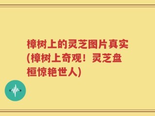 樟树上的灵芝图片真实(樟树上奇观！灵芝盘桓惊艳世人)