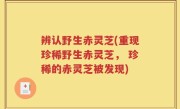 辨认野生赤灵芝(重现珍稀野生赤灵芝， 珍稀的赤灵芝被发现)