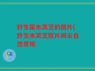 野生菌木灵芝的图片(野生木灵芝照片揭示自然奇观