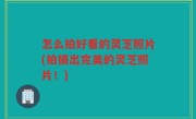 怎么拍好看的灵芝照片(拍摄出完美的灵芝照片！)