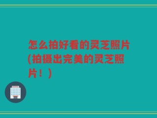 怎么拍好看的灵芝照片(拍摄出完美的灵芝照片！)