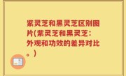 紫灵芝和黑灵芝区别图片(紫灵芝和黑灵芝：外观和功效的差异对比。)