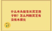 什么木头能生长灵芝孢子粉？怎么判断灵芝有没有木质化