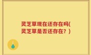 灵芝草现在还存在吗(灵芝草是否还存在？)