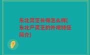 东北灵芝长得怎么样(东北产灵芝的外观特征简介)
