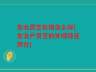 东北灵芝长得怎么样(东北产灵芝的外观特征简介)