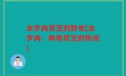 太岁肉灵芝的野史(太岁肉：神奇灵芝的传说)
