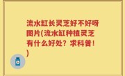 流水缸长灵芝好不好呀图片(流水缸种植灵芝有什么好处？求科普！)